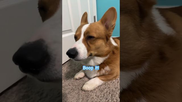 Double tap to boop his snoot✨🐽#snoot#corgi#cute#dog