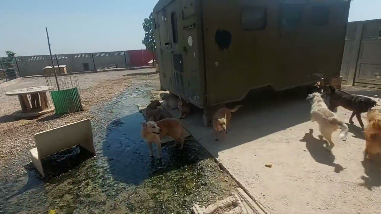 Бывшие смертники поправляются #приютдлясобак  #animalshelter  #бездомныеживотные