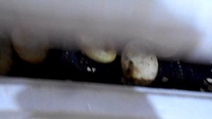 Выращивание гусей в домашних условиях. Инкубация гусиных яиц.