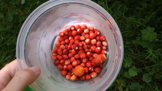 VLOG: Опять по грибы🍄и ягоды, Бимка порезал лапку смотреть онлайн