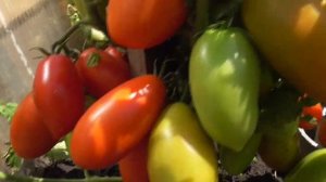 ТОМАТ "ЧЕЛНОК". №11. ВИДЕО - КАТАЛОГ. Ольга Чернова.