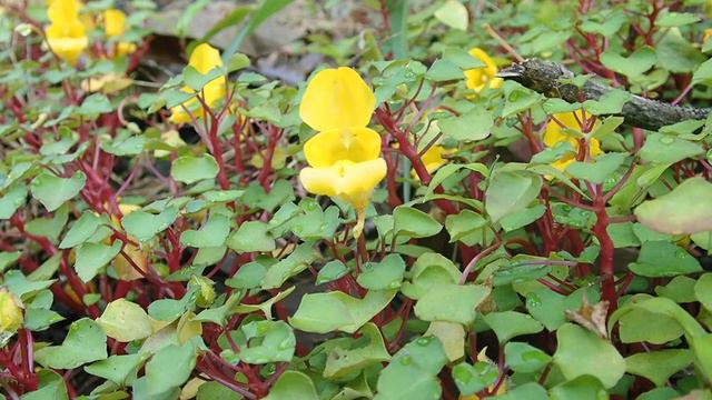 Beautiful Yellow Flowers/Very rare yellow balsam смотреть онлайн