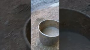 (6) Мой способ откорма быков