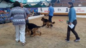 Международная выставка собак. Ринг немецких овчарок. 10.06.2017