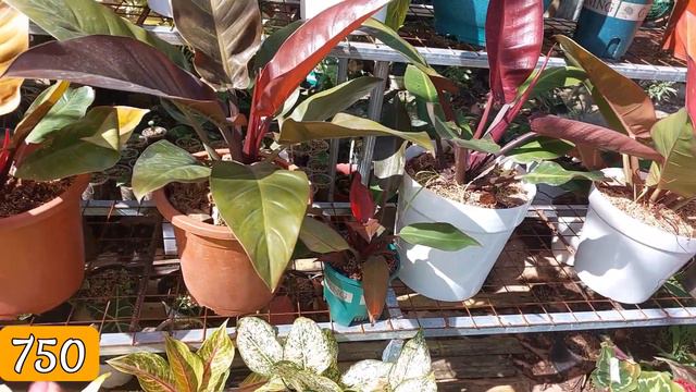 House Plants Ready to Display na! #plants #garden #dispplay #pottedplants смотреть онлайн