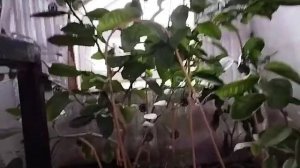 Лимоны, инжир, виноград в Подмосковье на 18.12.2022. Солнечный вегитарий, теплица, открытый грунт.