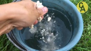 СРОЧНО ДАЙТЕ ЧЕСНОКУ ПРИ ПОСАДКЕ ДРОЖЖИ И БУДЕТЕ СОБИРАТЬ УРОЖАЙ ТОННАМИ! ПОСАДКА ЧЕСНОКА ОСЕНЬЮ