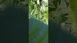 Хурма. мужские и женские соцветия.
