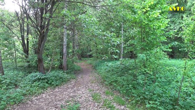 2023 г. Балашиха. Пение птиц в Ольгинском лесопарке. смотреть онлайн