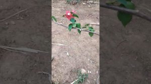 BOUGAINVILLEA VERMELHA EM VASO