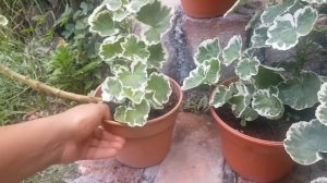 Cuidados del geranio variegado / Pelargonium x hortorum variegata / malvon variegado