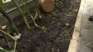 ПОДКОРМКА ОГУРЦОВ ДРОЖЖАМИ