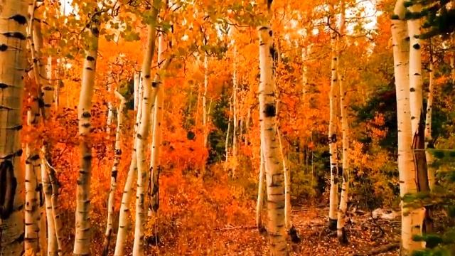 Сергей Серков "Октябрь". Автор слов и музыки В.Оленев смотреть онлайн