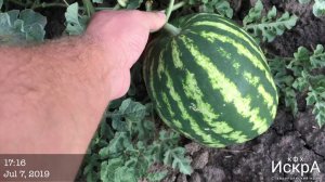 Арбуз Продюсер Hollar Seeds. Посев в грунт 7 мая.