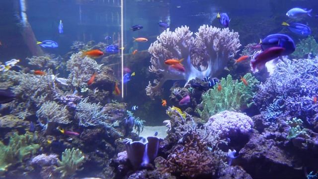 ОАЭ МЕГА Круто! Гигантский аквариум в Дубай Молл! Настя в аквариуме смотреть онлайн