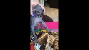 Кот Толя ест тортиГ ?