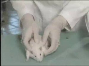 Елена Малышева убила крысу в программе Здоровье