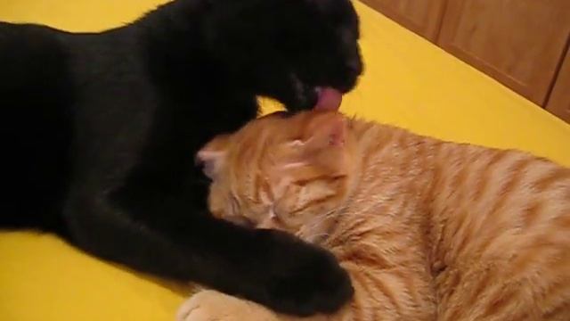 Мойка кота.))) смотреть онлайн