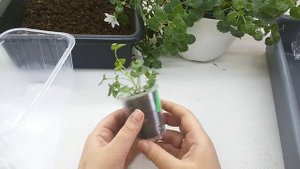 Кампанула, черенки в двойных стаканах, зачем это?