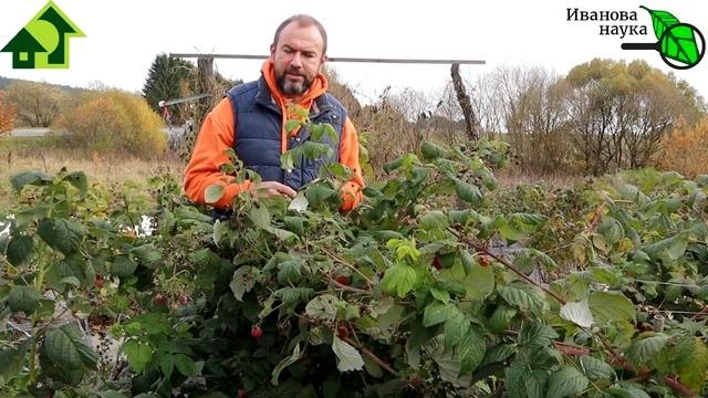 НЕ ТОРОПИТЕСЬ ОБРЕЗАТЬ МАЛИНУ! С ветками обрежете и будущий урожай! Когда правильно обрезать малину