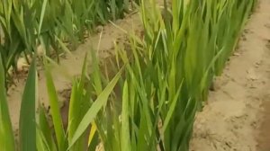 Gladiolus flower in tamil /samayal network