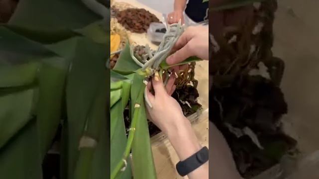 Пересадка орхидей - это медитация💕Коротко о нашей медитации🌟 смотреть онлайн