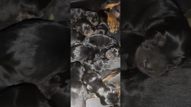 первый часы доберманов после рождения смотреть онлайн