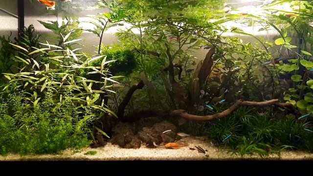 Рыбки в аквариуме. Фильтрация в аквариуме. Аквариумные рыбки и растения. Аквариум для начинающих смотреть онлайн