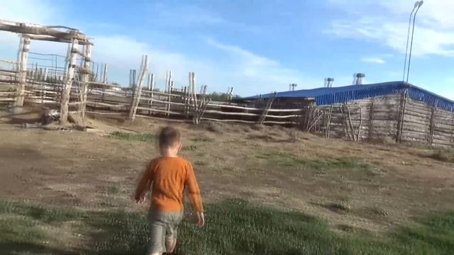 Купил два бычка симментала, привёз домой. С родословной.