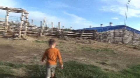 Купил два бычка симментала, привёз домой. С родословной.