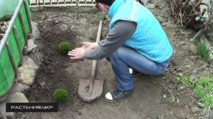 Туя Тэдди и можжевельник Вилтони посадка и уход / хвойные растения