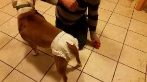 Simple Solutions Dog Diapers