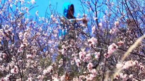 Забайкальский край. Река Онон, цветет абрикос. часть 2.