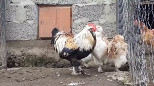 куры Фавероль куры породы Фавероль лососевая