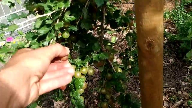 Gooseberry (Ribes uva-crispa) смотреть онлайн