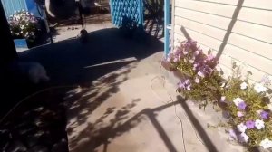 Взвесил мешки с пшеницей и ячменём. Как узнать натуральный мёд или нет!?