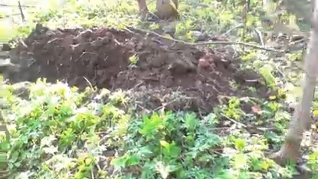 XP DEUS Поездка в дебри!!! В логово клещей !!! смотреть онлайн