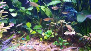 Мой аквариум травник на 200 литров, подробный рассказ