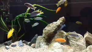 350 литров африканских цихлид Мбуна