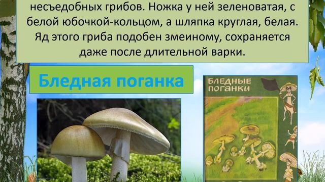 МБУ "Библиотека" Познавательная программа "Грибное лукошко" ЦДОБО смотреть онлайн