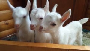 Двухголовая Корова и другие Животные - Мутанты