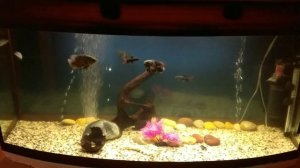 Заводим Астронотусов!!! 7. Помутнение воды в аквариуме