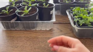 17.03.2021 Первая подкормка после пикировки. Петуния, бакопа, бегония.