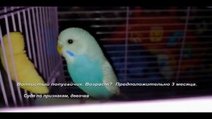 Волнистый попугайчик. Кто же это? Мальчик, девочка!? Возраст предположительно 3 месяца.