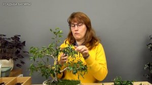 Бонсай из фикуса Бенджамина (ч.8).