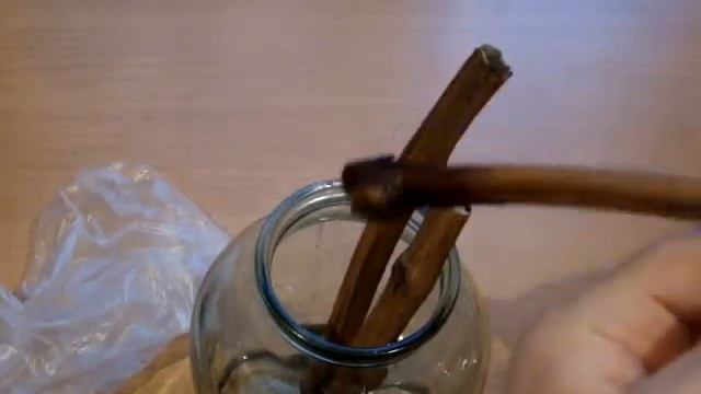 Укоренение черенков винограда из двухлетней лозы смотреть онлайн