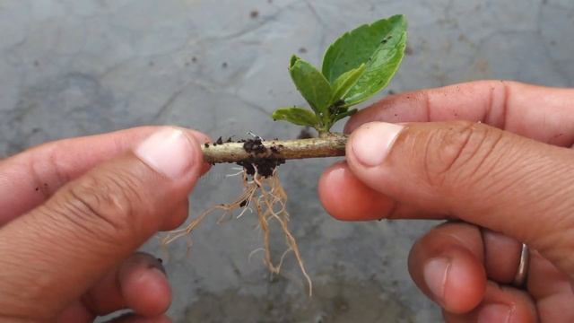Try growing hibiscus using new method | How to grow hibiscus flower смотреть онлайн