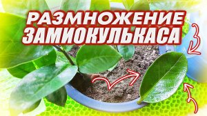 ИЗ ЛИСТИКА ВО ВЗРОСЛОЕ РАСТЕНИЕ ЗА 1 ГОД / КАК РАЗМНОЖИТЬ ЗАМИОКУЛЬКАС ЛИСТОМ