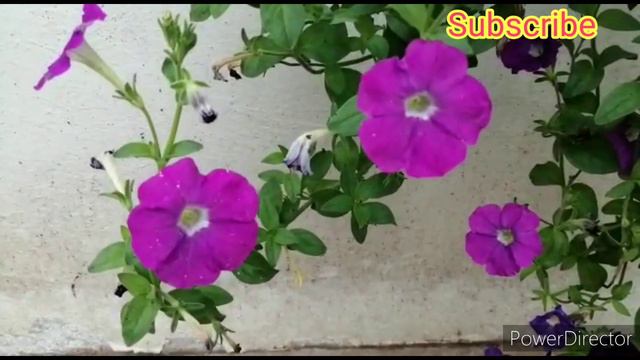 How to grow and care petunia plant / petunia propagation / petunia care and growing tips #petunia смотреть онлайн