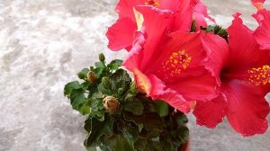 Heavy blooming Hibiscus Variety & Care